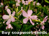 Buy soapwort seeds