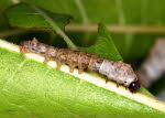 3rd instar silkworm larva